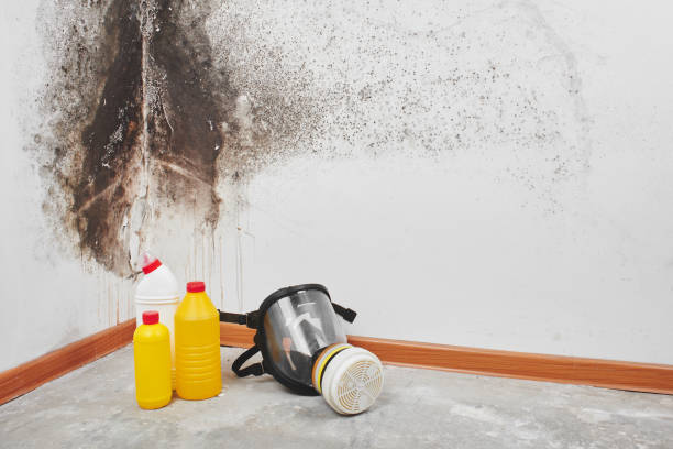 Best Attic Mold Removal  in Reno, OH