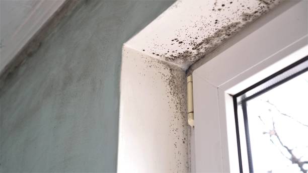 Best Professional Mold Removal  in Reno, OH