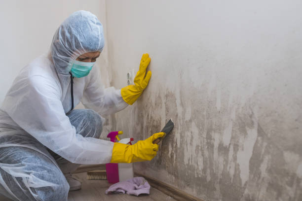 Best Black Mold Removal  in Reno, OH