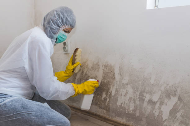 Best Mold Cleaning Services  in Reno, OH