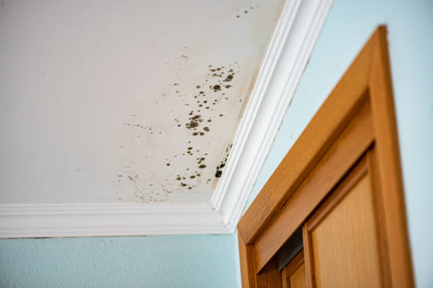 Best Local Mold Removal Service  in Reno, OH