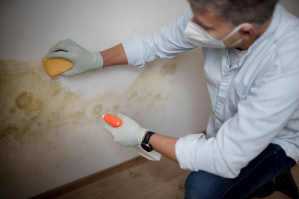 Best Mold Remediation  in Reno, OH