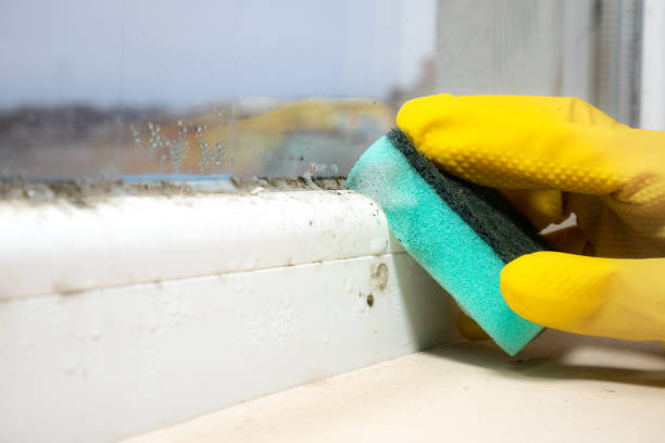 Best Fast Mold Removal  in Reno, OH