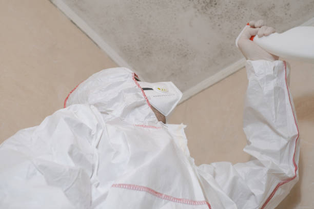 Best Attic Mold Removal  in Reno, OH