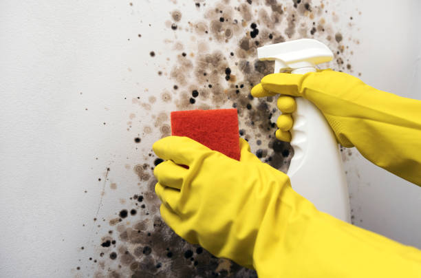 Best Mold Testing and Removal  in Reno, OH