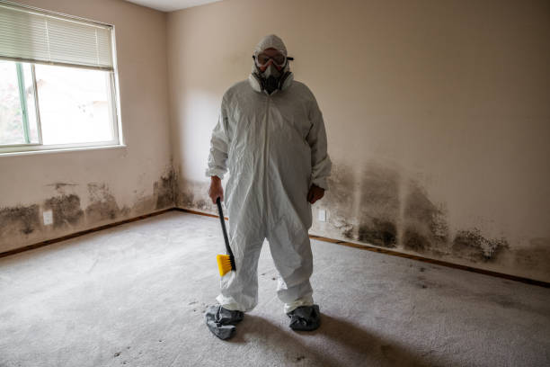 Best Black Mold Removal  in Reno, OH