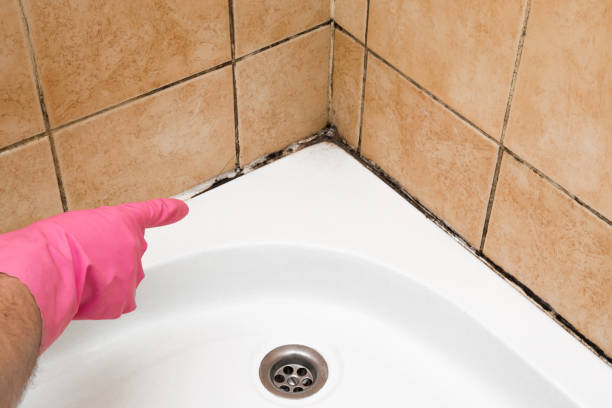 Best Home Mold Removal  in Reno, OH